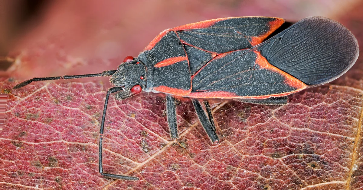 Boxelder bug identification guide for Texas homeowners